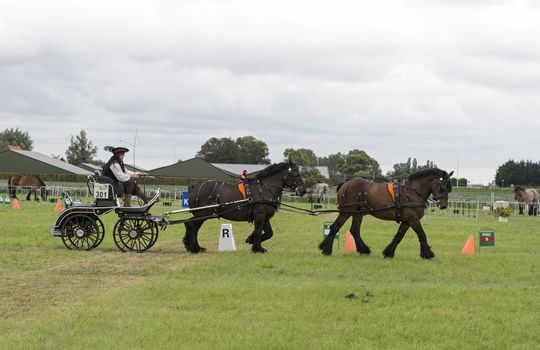 ROCAKNJE, NETHERLANDS - AUGUST 18, 2015: Unknown people participate in the power horse competition in Rockanje on August 18 2015. This competition is for international points