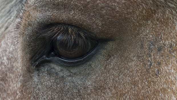 horse eye with details and hair in closeup