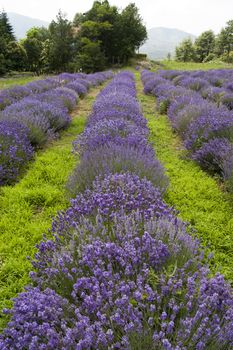typical field of lavender in italian countryside