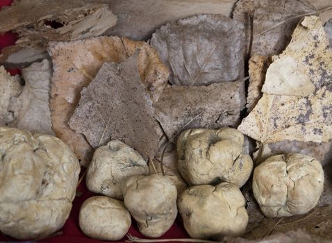 white truffles, typical italian products of countryside