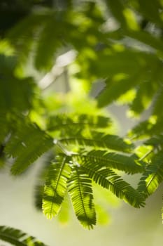 Acacia, mimosa, detail with sun light through the leaves