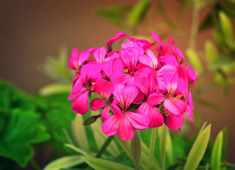 Blooming Primula with lots of bright pink flowers in the inflorescence. Presented on a dark background surrounded by green leaves.