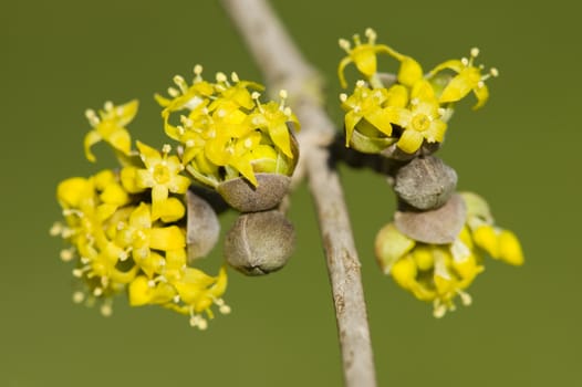 Small yellow flowers of tropical plant in full bloom