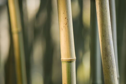 Green and brown Bamboo detail with side sun light