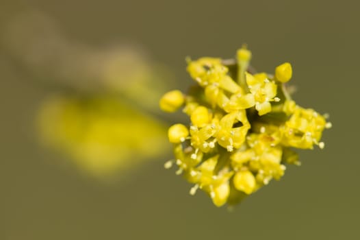 Small yellow flowers of tropical plant in full bloom