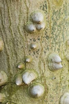 Tree bark with large thorns and spines