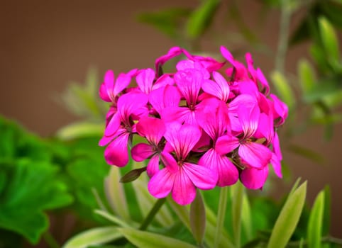 Blooming Primula with lots of bright pink flowers in the inflorescence. Presented on a dark background surrounded by green leaves.