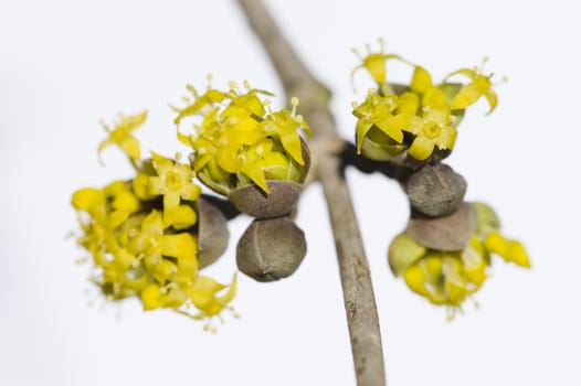 Small yellow flowers of tropical plant in full bloom