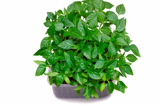 A small container with soil, planted the seeds of pepper. Presented on a white background.