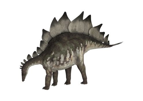 3D digital render of a dinosaur stegosaurus isolated on white background