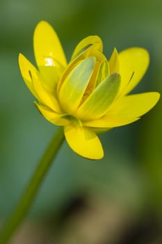 Small yellow flowers of tropical plant in full bloom