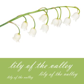 Lily of the Valley isolated on white