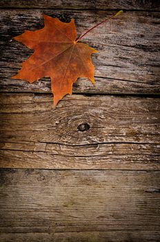 The autumn maple leaves on wooden background