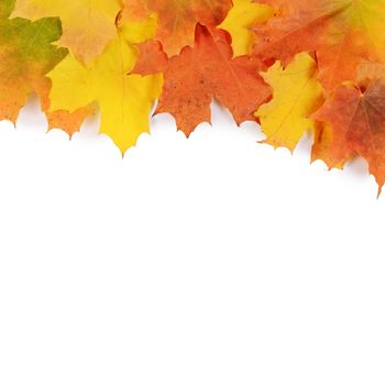 Autumn maple leaves isolated on white background