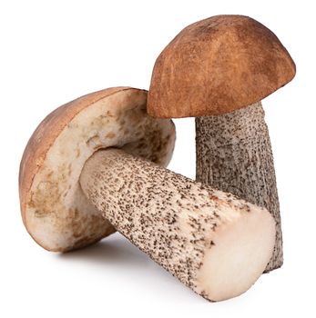 Brown cap boletus isolated on white background