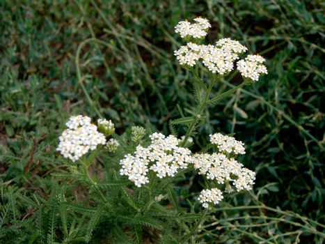 The wild yarrow (Achillea collina) herbal medicine as well.