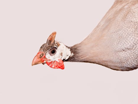 A helmeted guinea fowl (Numida meleagris) from  Africa.