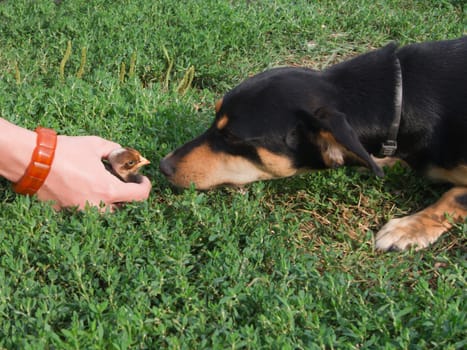 Confidential chicken in hand and dog.