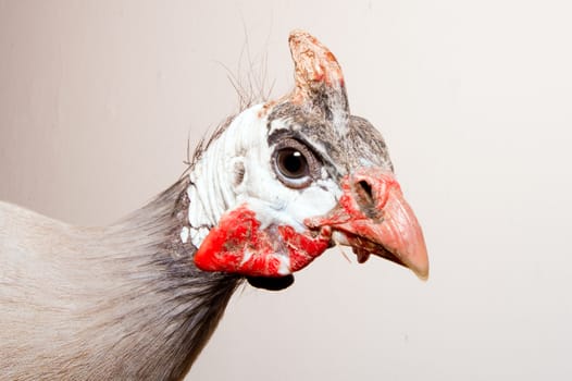 A helmeted guinea fowl (Numida meleagris) from  Africa.