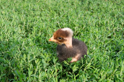 Black chick in the grass acquainted with the world ..