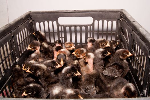 The bald-necked black chickens during transport.