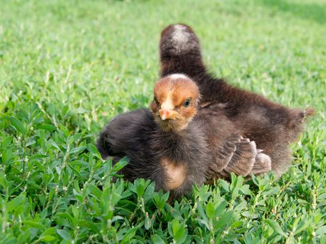 Black chick in the grass acquainted with the world ..