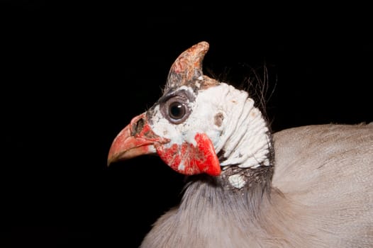 A helmeted guinea fowl (Numida meleagris) from  Africa.