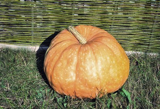 On the green grass near wicker wicker fence is a big orange pumpkin.