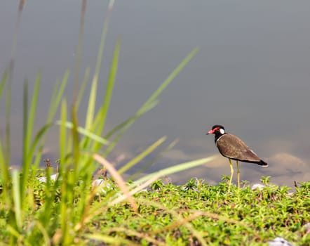 Red-wattled Lapwing bird (Vanellus indicus)