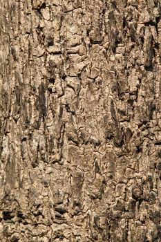 Tree bark background texture pattern