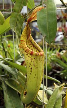 The pitcher plant Nepenthes species is a carnivorous plant