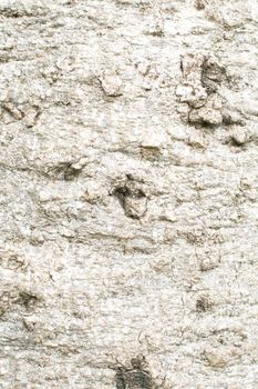 Bark of Crateva adansonii in forest use as background or texture.