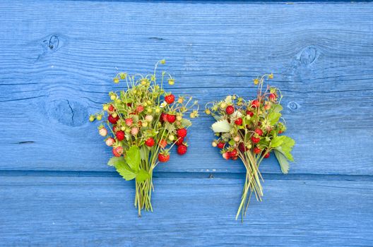 two bunch fresh sweet wild strawberry on blue wooden table background