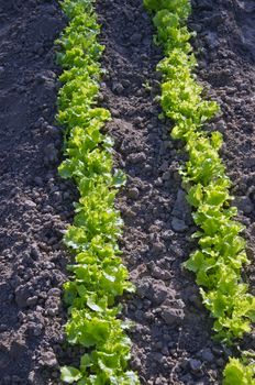 fresh young lettuce row in spring farm garden