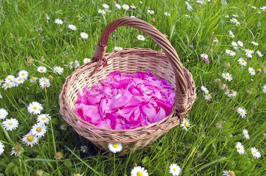 pink European peony petals in the woven wooden basket on grass