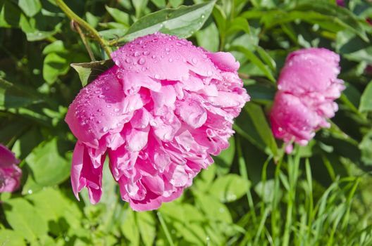 two pair beautiful peony flower heads in summer garden