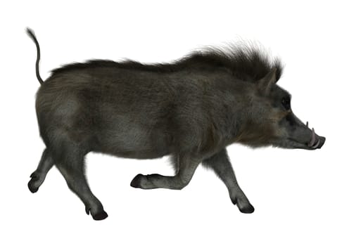 3D digital render of a wild warthog running isolated on white background