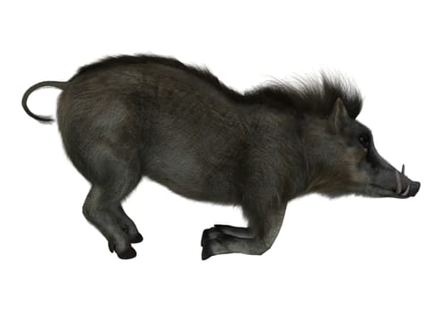 3D digital render of a wild warthog isolated on white background