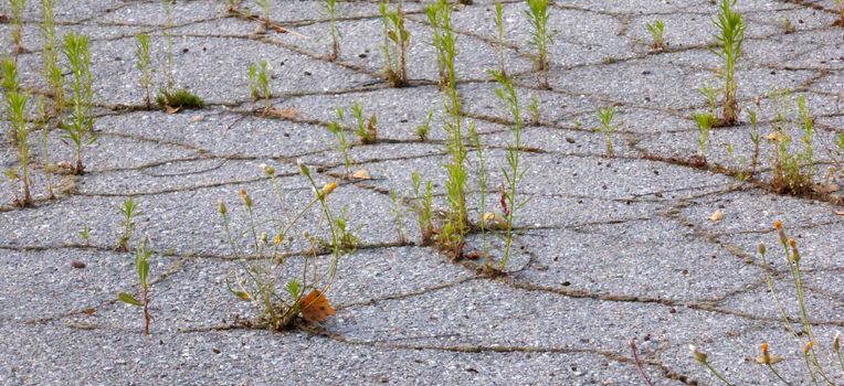 Picture of a Growing green grass in asphalt. Survival concept