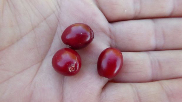 Picture of a Dog rose in a palm