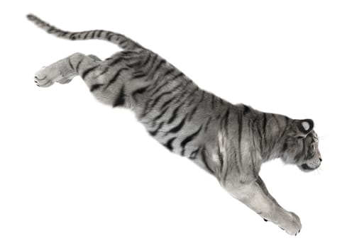 3D digital render of a white tiger jumping isolated on white background