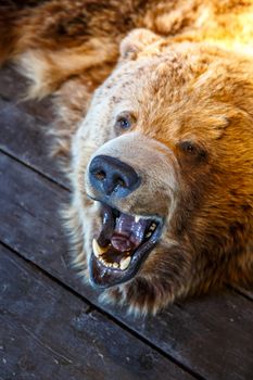 Close up detailed front view of mounted bear roaring with open mouth, lying on the floor.