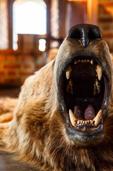 Close up detailed front view of mounted bear roaring with open mouth, lying on the floor.