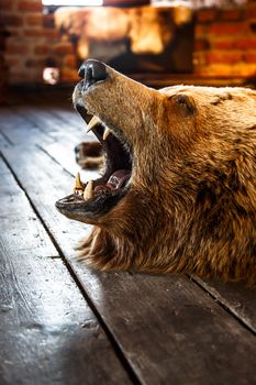 Close up detailed side view of mounted bear roaring with open mouth, lying on the floor.