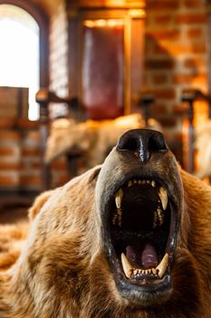 Close up detailed front view of mounted bear roaring with open mouth, lying on the floor.