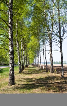 Birch in spring