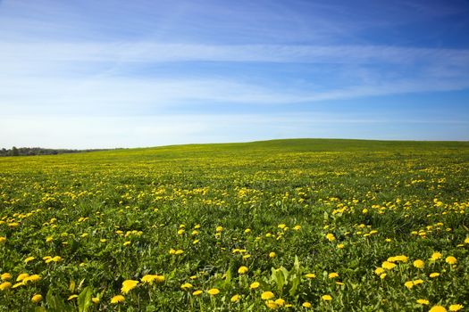 field on which a large number of dandelions grows. spring season