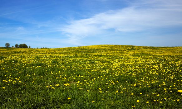 field on which a large number of dandelions grows. spring season