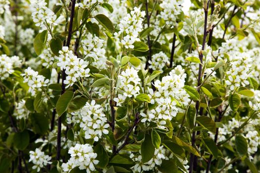 the tree covered with white flowers in a spring season