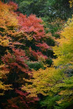 colorful leaves in autumn from kyoto, japan